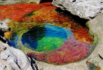 Caño Cristales wajahat22-2-2013 (